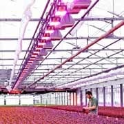Светодиоды Flower Power способствуют здоровому росту растений  